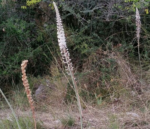 Fiori di settembre