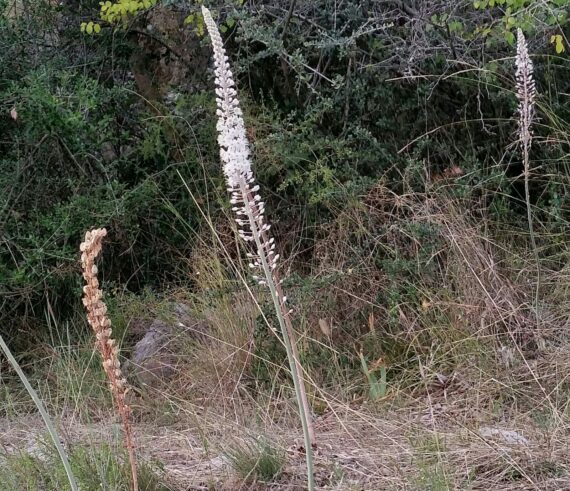 Fiori di settembre