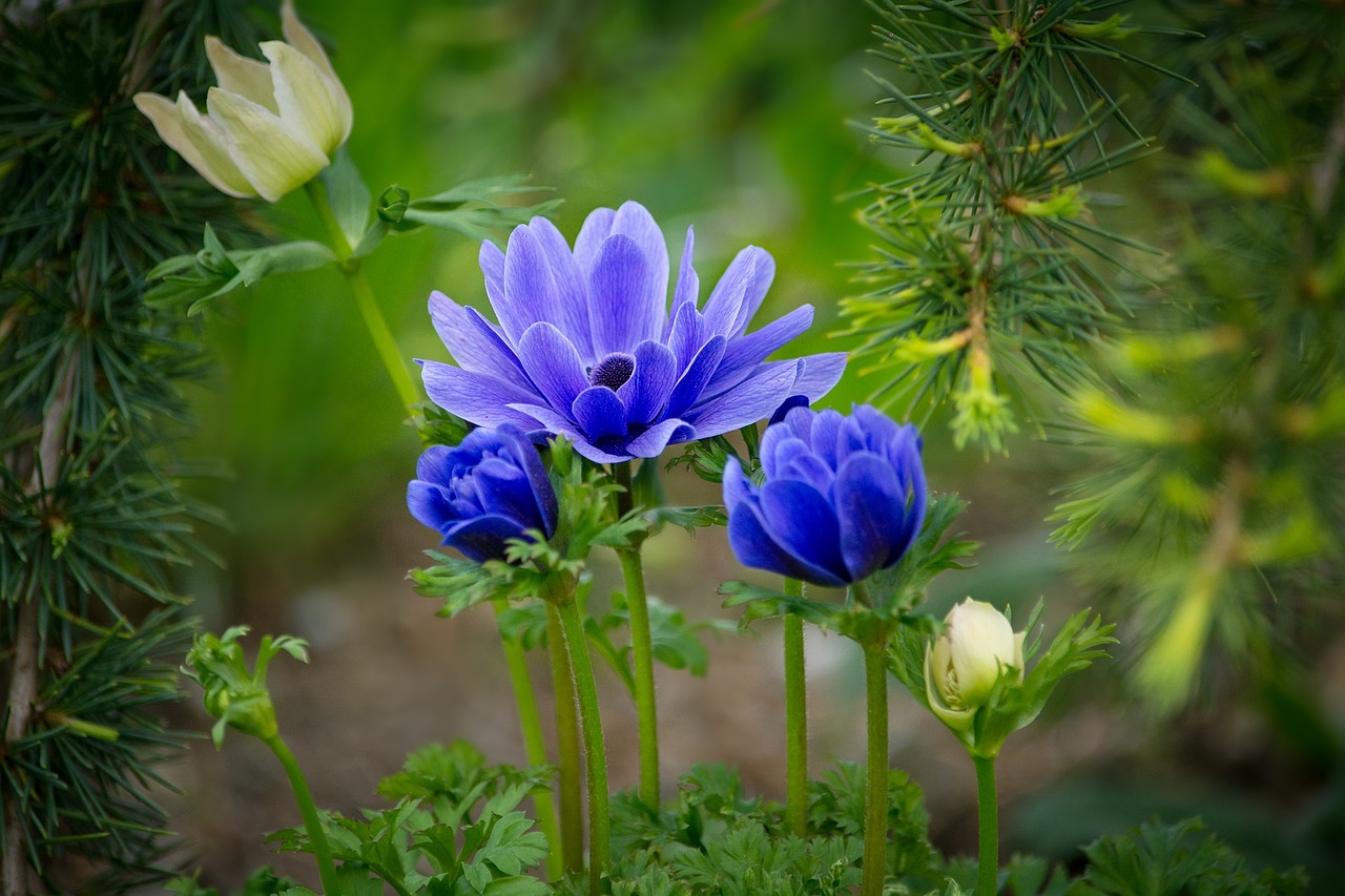 I Fiori Di Febbraio