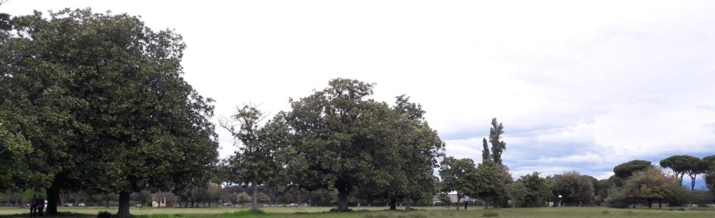  macchia e i grandi alberi imponenti