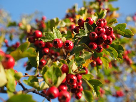 Questa immagine ha l'attributo alt vuoto; il nome del file è berries-693918__340.jpg