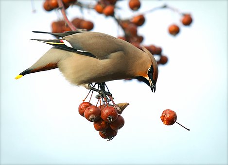 Questa immagine ha l'attributo alt vuoto; il nome del file è bohemian-waxwing-2138876__340-1.jpg