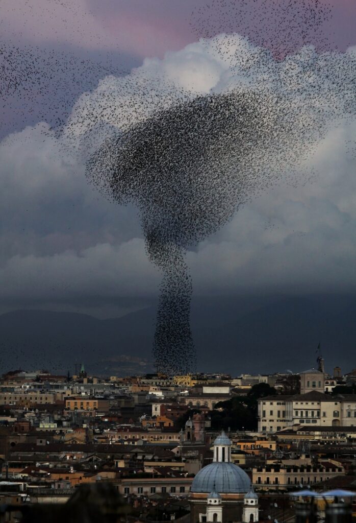 Questa immagine ha l'attributo alt vuoto; il nome del file è flock-of-birds-591334_1920-698x1024.jpg