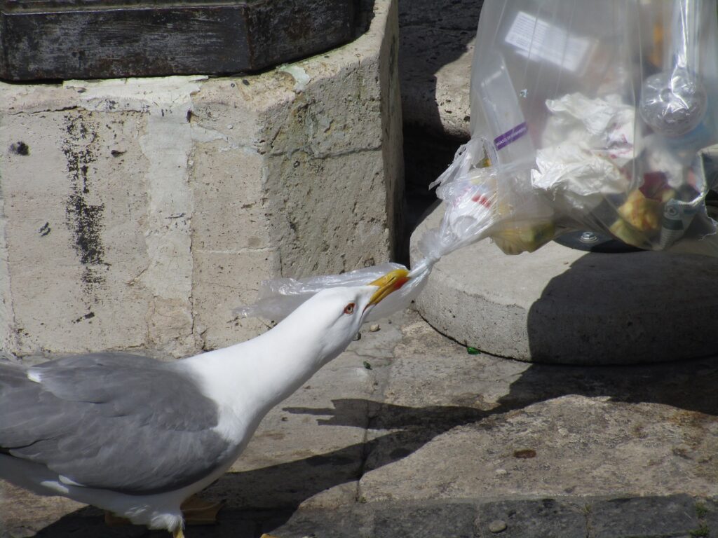 Questa immagine ha l'attributo alt vuoto; il nome del file è seagull-2259288_1920-1024x768.jpg