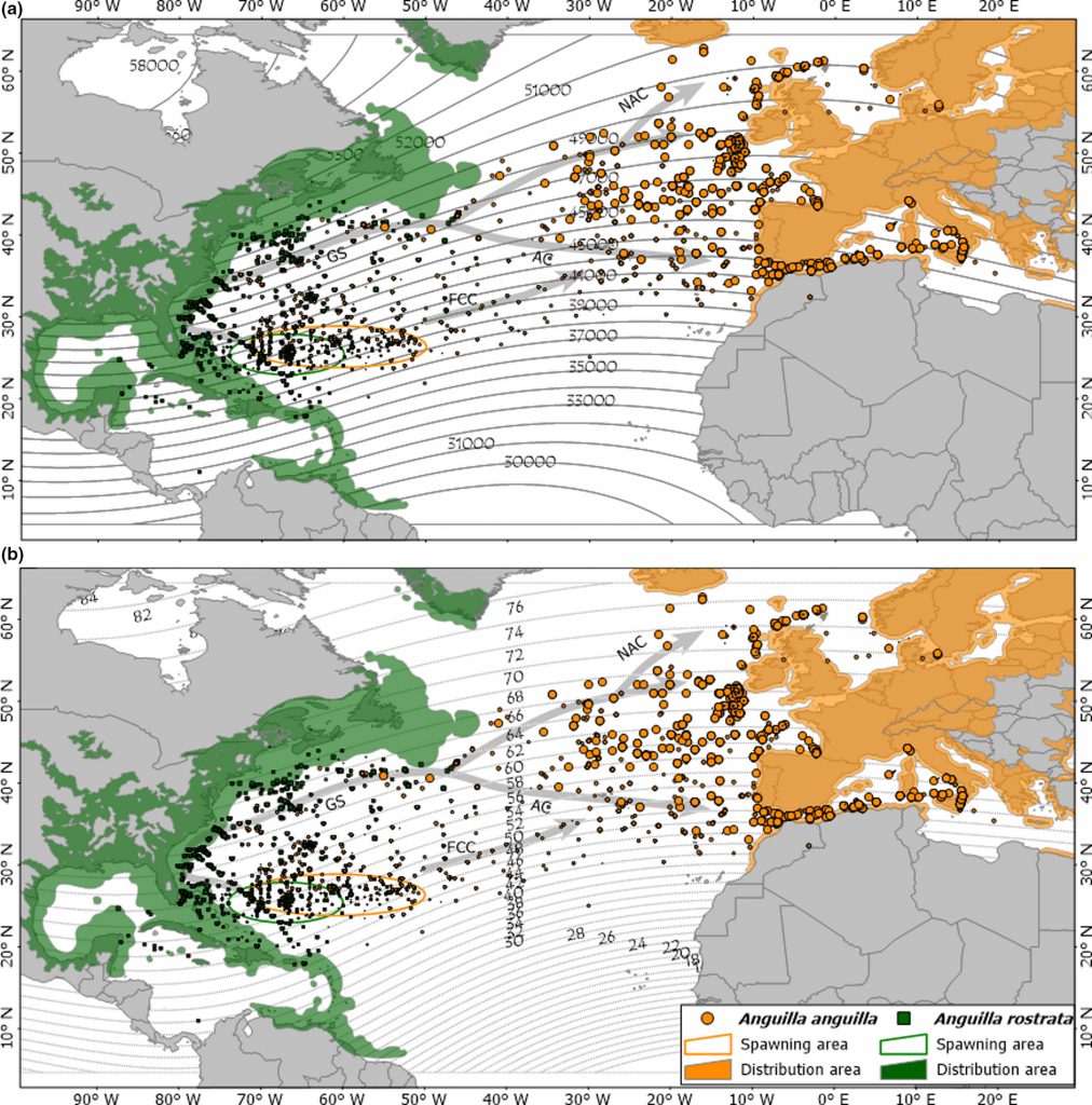 Questa immagine ha l'attributo alt vuoto; il nome del file è faf12621-fig-0001-m-1012x1024.jpg